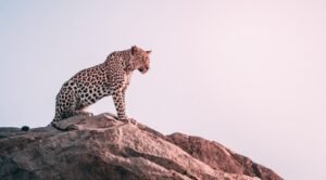 Bera Leopard Safaris