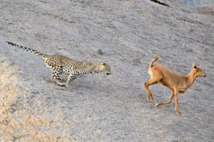 Final Bandhavgarh National Park Safari