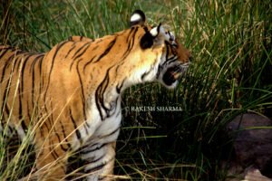 Ranthambore Tiger Safaris