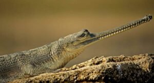 Chambal River Wildlife & Birding Excursion
