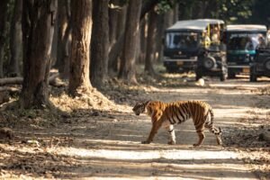 Ranthambore Tiger Safaris