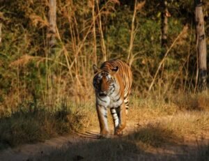 Kanha National Park Safari