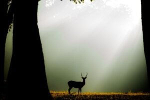 Kanha to Bandhavgarh
