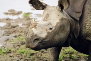 Kaziranga National Park Safari