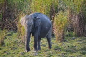 Kaziranga National Park Safari
