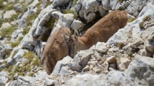 Snow Leopard Tracking & Local Culture
