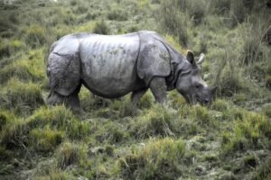 Final Kaziranga National Park Safari