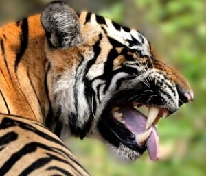 Ranthambore National Park – Morning & Evening Tiger Safaris