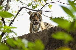 Ranthambore Tiger Safaris