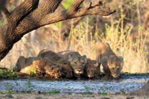 Ahmedabad to Gir National Park
