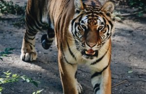 Ranthambore Safari & Departure