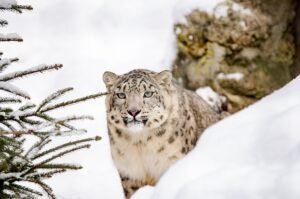 Snow Leopard Tracking & Wildlife Exploration