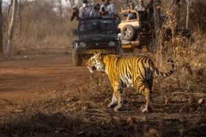 Ranthambore Morning Safari & Drive to Jaipur