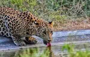 Jaipur Leopard Safari & Cultural Experience