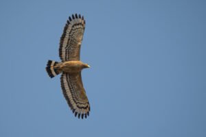 Pangot to Sattal & Birding