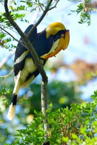 Full-Day Birding in Sattal