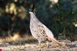 Full-Day Birding in Pangot