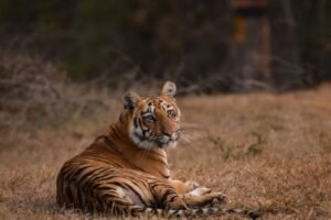 Pench Tiger Reserve Safari