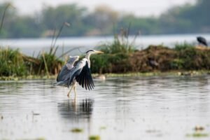 Full-Day Birding in Keoladeo National Park