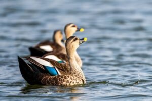 Delhi to Okhla Bird Sanctuary & Corbett
