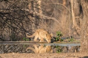 Gir to Sasan Gir & Wildlife Experience