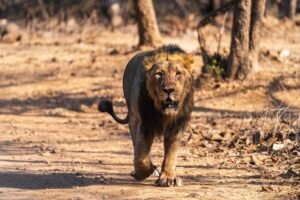 Gir National Park Safari