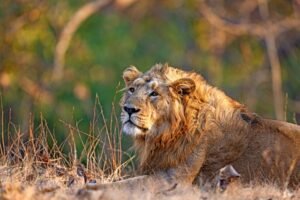 Gir National Park Safari
