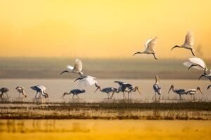Bharatpur to Chambal River & Birding