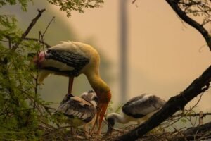 Delhi to Bharatpur & Keoladeo Birding
