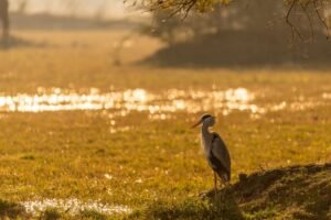 Delhi to Sultanpur National Park & Return